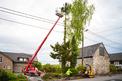 tree trimming carroll county md